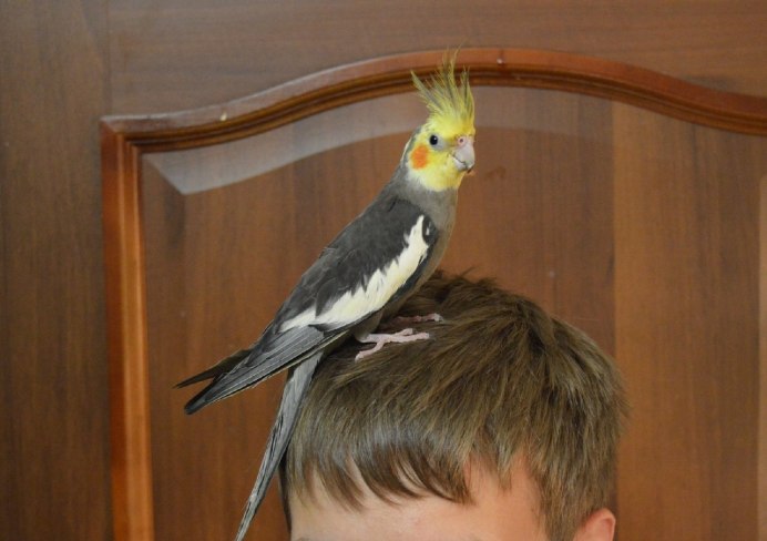 Попугай корелла птенчик
