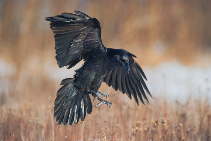 Corvus Corax птица