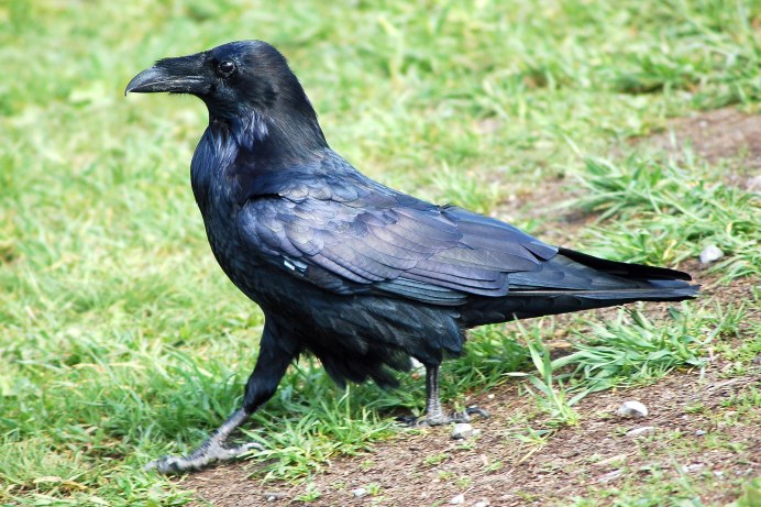 Corvus coronoides