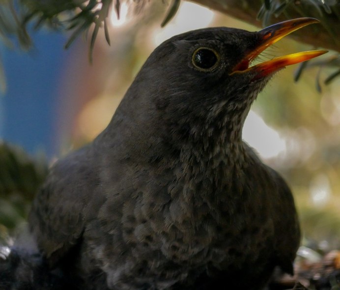 Дрозд-рябинник (turdus pilaris)