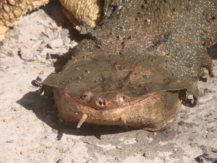 Chelus fimbriatus бахромчатая черепаха