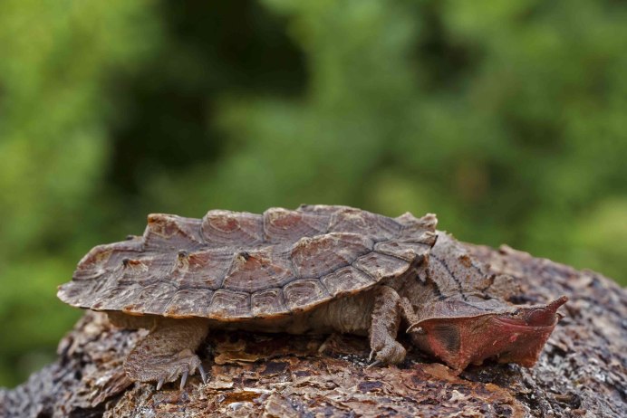 Chelus fimbriatus бахромчатая черепаха