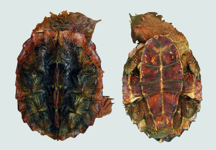 Mata Mata Turtle фото мультяшные