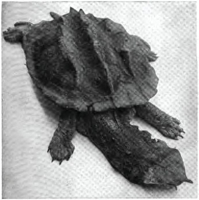 Chelus fimbriatus игрушка