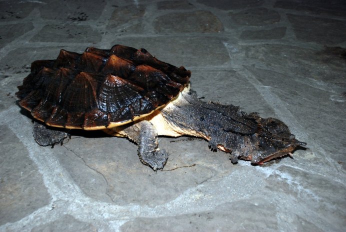 Chelus fimbriatus