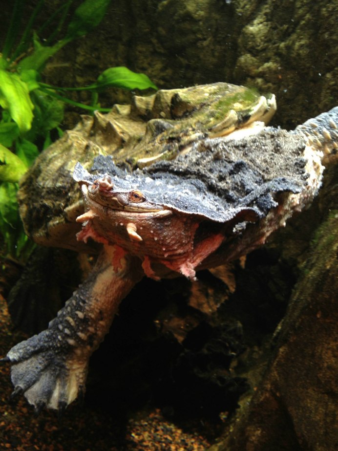 Chelus fimbriatus бахромчатая черепаха
