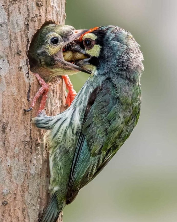 Птенец орла