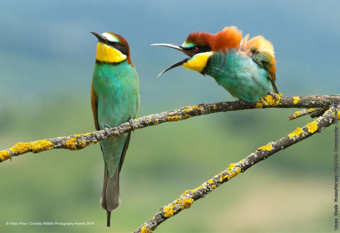 Голубоногая олуша