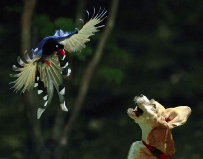 Птицы приколы