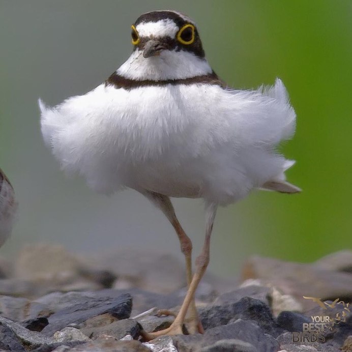 Забавные птицы