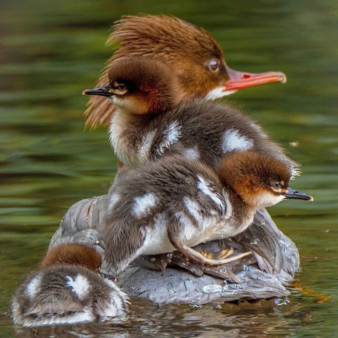 Смешные птицы