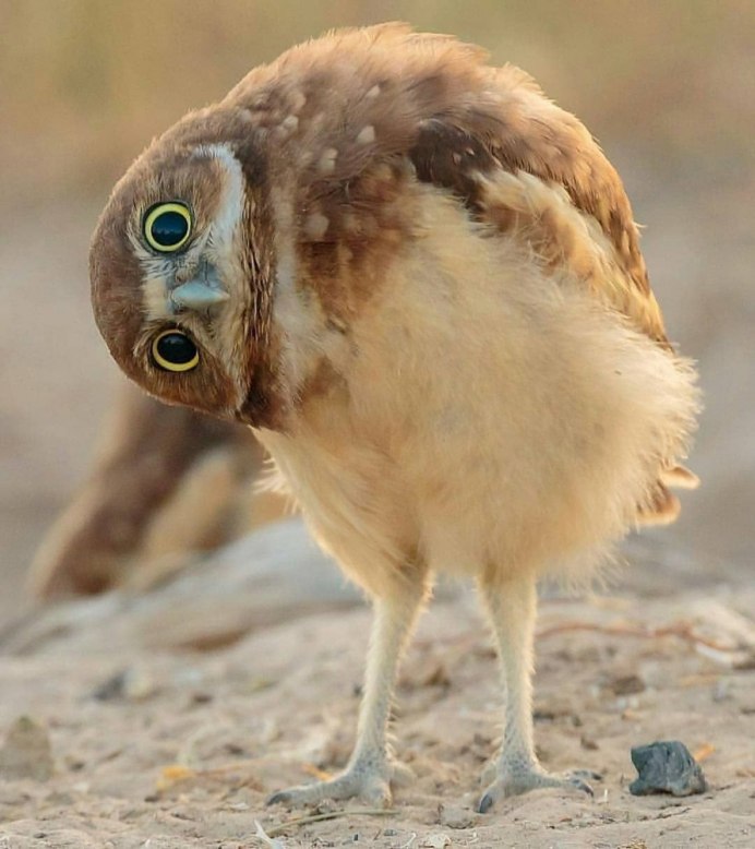 Смешной Воробей