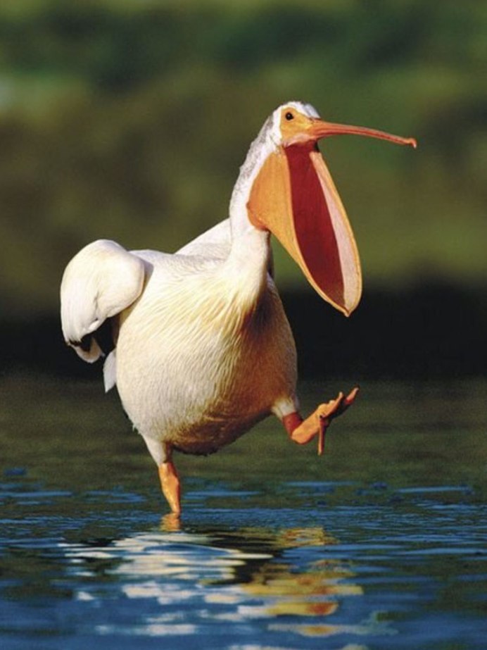 Демотиватор птицы