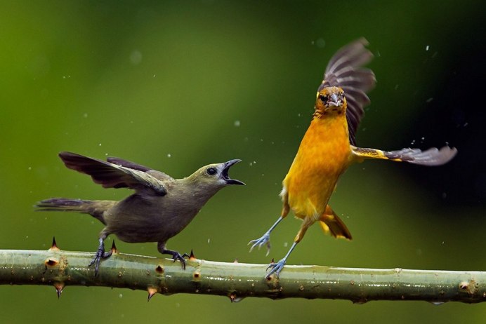 Ржачная птица