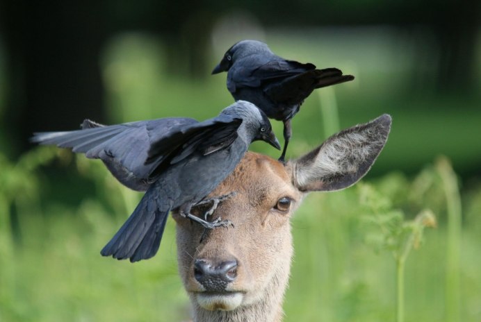 Большой крохаль самка