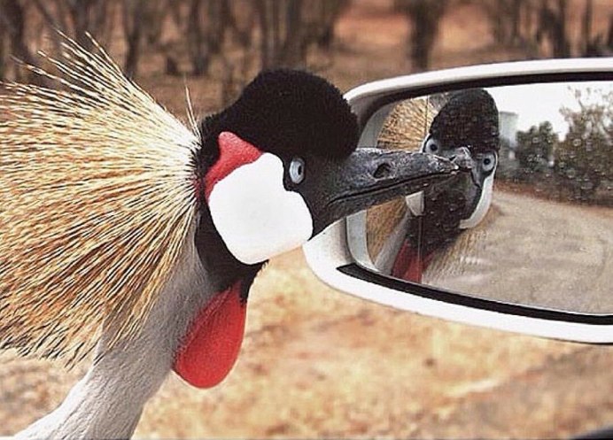 Природа птицы