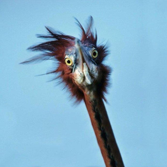 Птица секретарь Морад