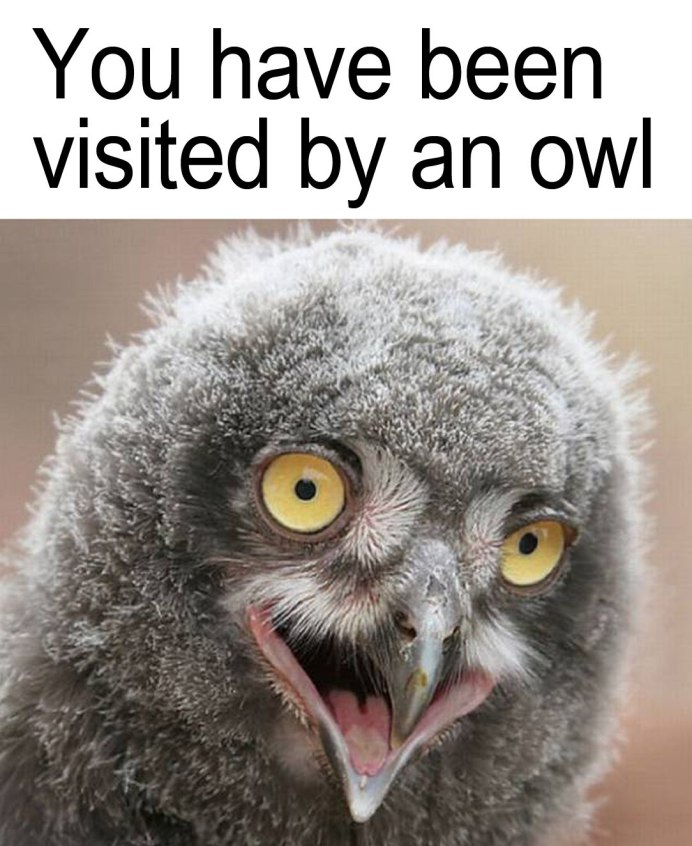 Сова улыбается