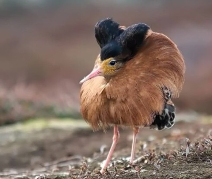 Красивые птицы