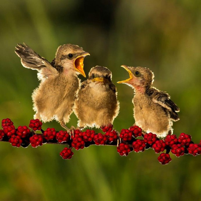Птенцы на ветке
