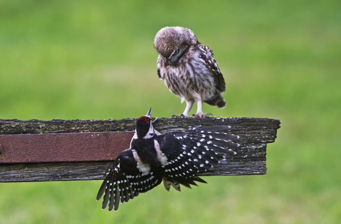 Злой птенчик
