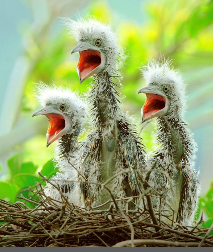 Забавные синицы