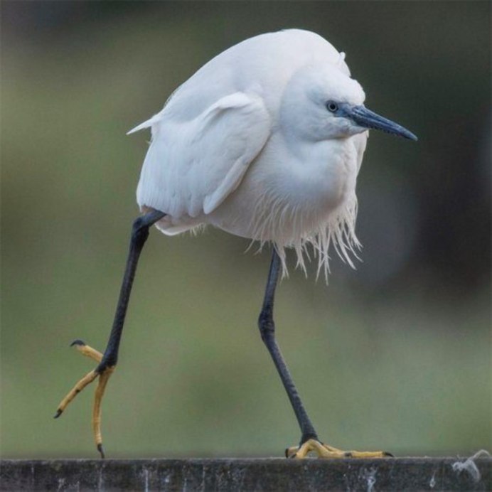 Кроличий Сыч Совиные