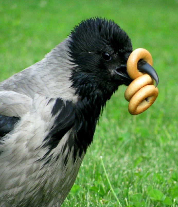 Прическа петуха