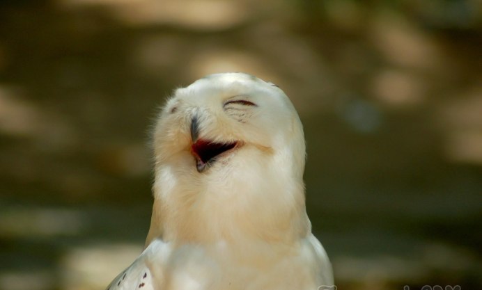 Смешные птицы