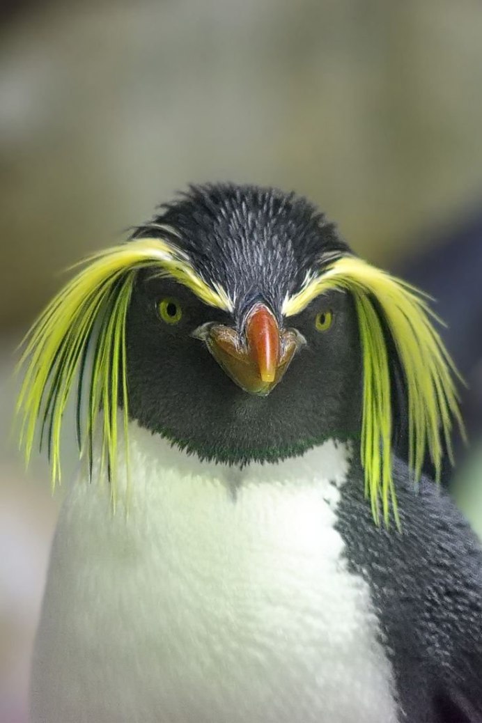 Утенок бежит