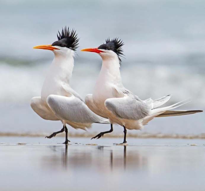 Смешные птенцы