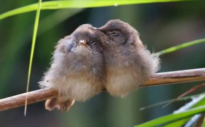 Растрёпанная птица