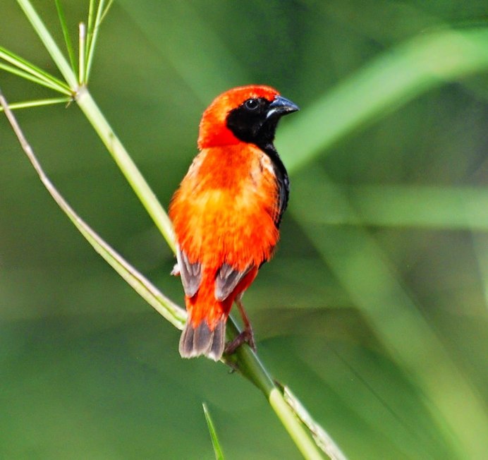 Горихвостка-Чернушка птенец