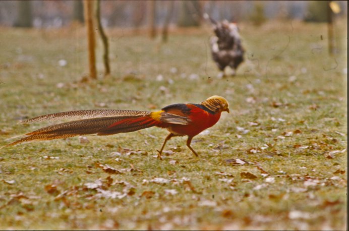 Маленькая оранжевая птичка