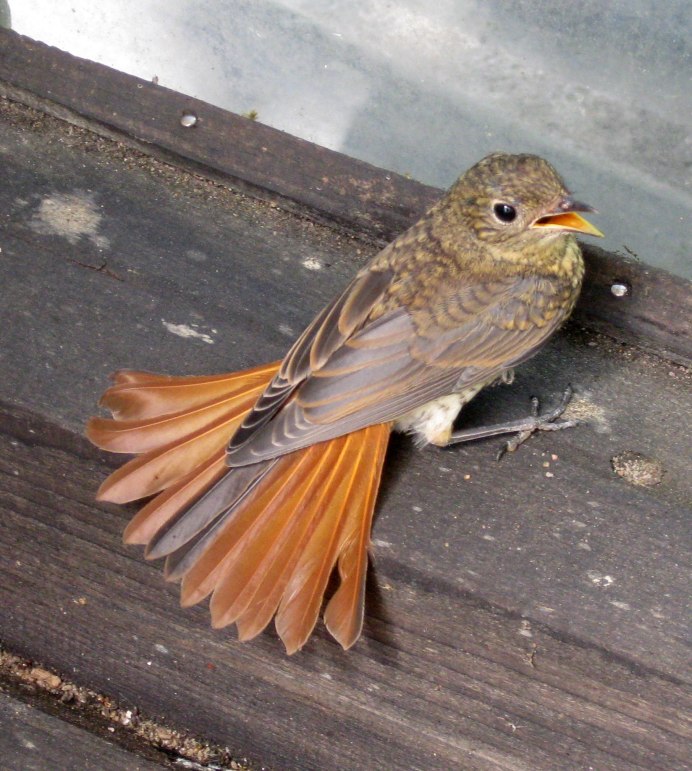 Птица с красным хвостом