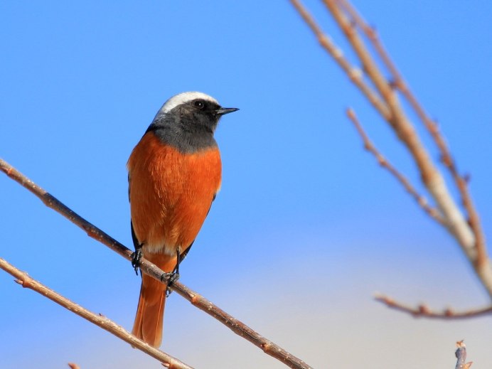 Оранжевая птичка с гребнем