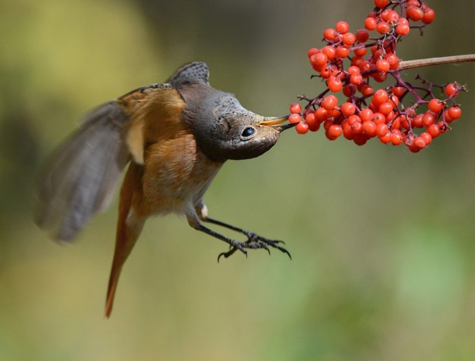Мухоловка горихвостка птица