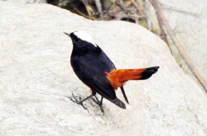 Зяблик горихвостка