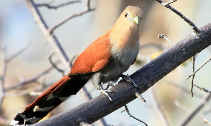 Горихвостка Коноплянка