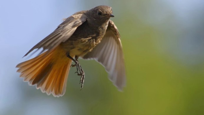 Brown Thrasher птица