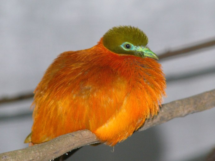 Оранжевая птичка