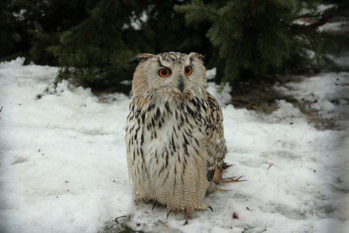 Западносибирский Филин