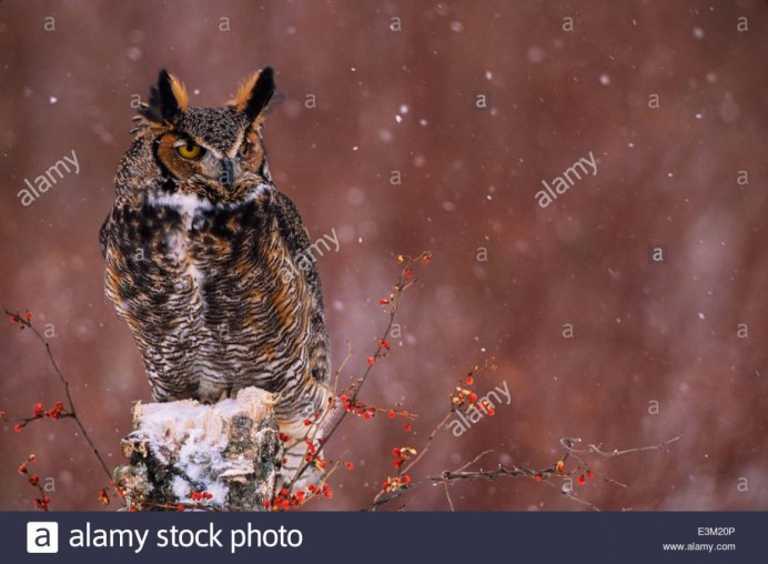 Зимующий Филин