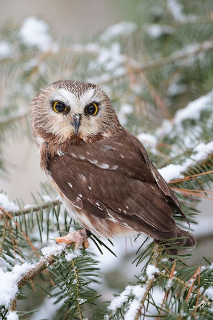 Сова зимой