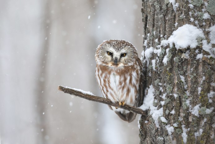 Мохноногий Сыч зимой
