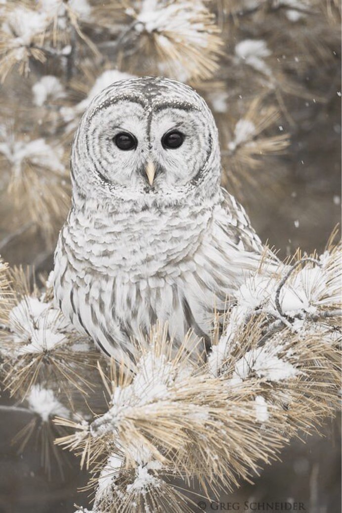 Сова зимой