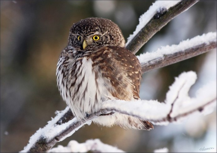 Зимняя Сова на заснеженной ветке