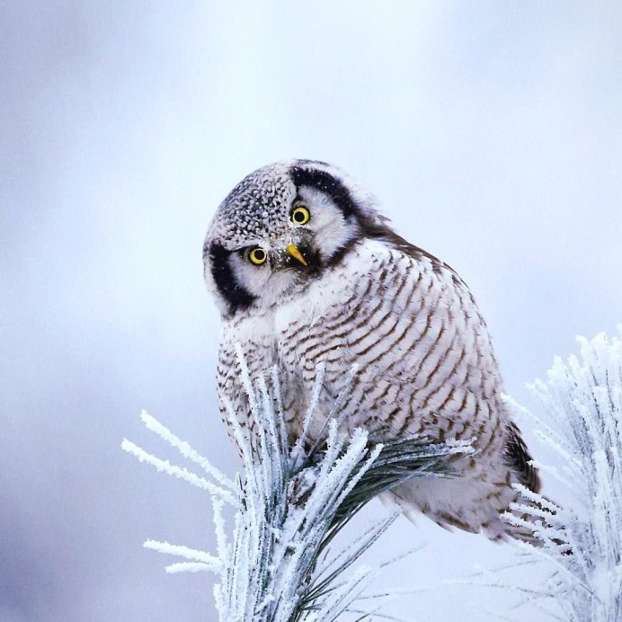 Красивая Сова