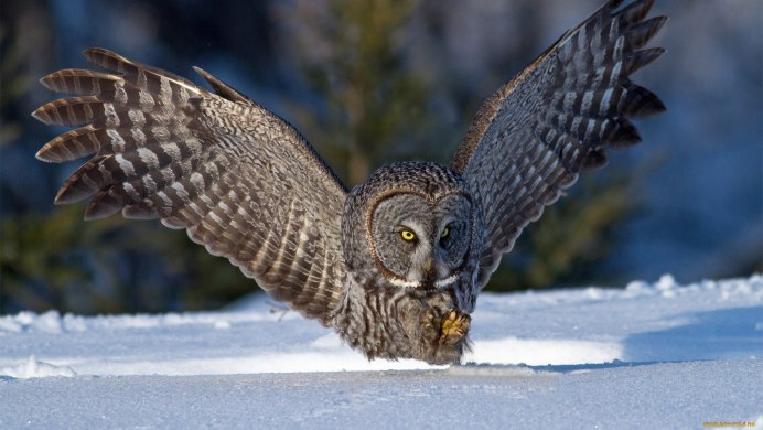 Филин зимой