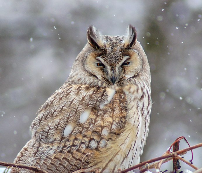 Ушастая Сова ASIO Otus